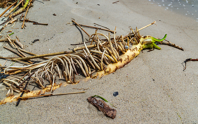 포토 JPG 해외이미지 식물 바다 해변 사람없음 물 손상 죽음 환경오염 오염 쓰레기 폐기물 플라스틱 폭발 댐 홍수 충돌 버리기 전쟁 진흙 비극 생태학 재앙 무너짐 해외202310 해외포토 자연요소 공공시설 교육 컨셉 모션 재질 자연재해 파일형식