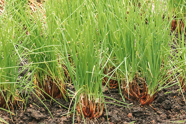 포토 JPG 해외이미지 식물 지구 음식 줄기 컬러 백그라운드 잎 밭 농업 채소 양파 사람 사람없음 야외 초록색 컬러풀 농장 농경지 쌓기 정원 봄 수확 성장 신선 업무 그룹 시장 군중 농부 땅 먹기 원예 뿌리 장면 땅바닥 밭일 영양분 줄서기 많음 해외202310 해외포토 직업 계절 산업 컨셉 모션 바닥 취미 작업 파일형식