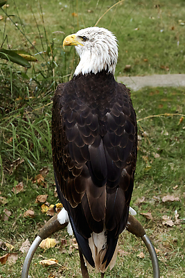 포토 JPG 해외이미지 별 야생동물 곤충 손가락 자연 조류 사람없음 옆모습 머리 미국 힘 줄무늬 자유 흰색 표현 자신감 보호 소프트포커스 입술 독수리 슛 쇼 대머리 사냥꾼 애국심 독립 리갈 웅장함 힘찬 해외202310 해외포토 자연요소 동물 직업 헤어스타일 손 감정 뷰포인트 컬러 컨셉 북아메리카 무늬 촬영기법 신체부위 생태계 파일형식