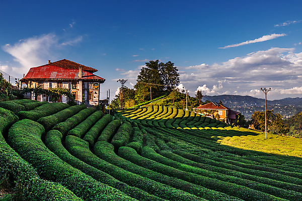 포토 JPG 해외이미지 나무 백그라운드 잎 밭 하늘 주택 사람없음 초록색 농장 맑음 신선 녹차 유기농 해외202310 해외포토 식물 웰빙 컬러 농업 날씨 건물 차_음료 파일형식