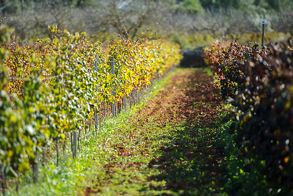 포토 JPG 해외이미지 나무 계절 꽃 여행 백그라운드 잎 꽃무늬 농업 자연 하늘 포도 휴가 풍경 사람없음 야외 초록색 파란색 농작물 햇빛 뷰티 농장 노란색 와인 봄 성장 전원 시골 스페인 땅 지중해 포도밭 장면 포도나무 내추럴 해외202310 해외포토 식물 유럽 산업 바다 컬러 무늬 밭 과일 주류 태양 전기에너지 과일나무 생태계 파일형식