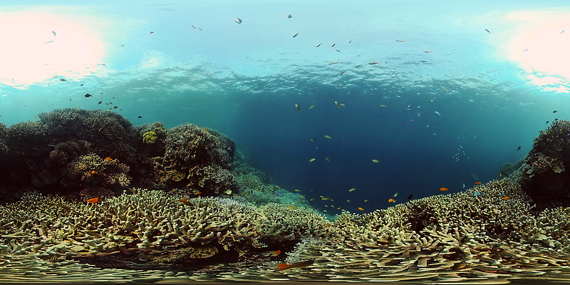 포토 JPG 해외이미지 동물 야생동물 바다 여행 자연 어류 사람없음 물 컬러풀 바닷속 수중 스노클링 산호 산호초 생태계 다이빙 암초 발견 깊이 이국적 가상현실 해외202310 해외포토 자연요소 컬러 수영 수중동물 수상스포츠 수중식물 자포동물 수중스포츠 파일형식