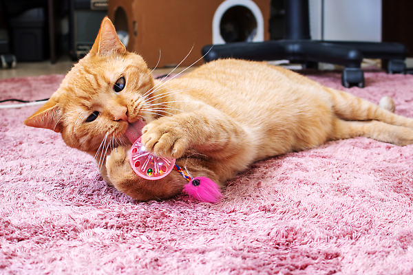 포토 JPG 해외이미지 동물 1 응시 행복 스포츠 오렌지 장난 공 포유류 놀이 바닥 주택 털 실내 성인 사람없음 빨간색 반려동물 장난감 뷰티 고양이 카펫 방 게임 잡기 원형 작음 솜털 생강 거짓말 순혈 해외202310 해외포토 도형 시선 감정 컬러 채소 과일 모션 사람 내부 건물 크기 파일형식