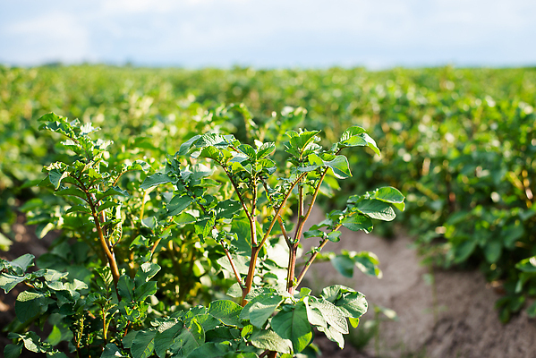 포토 JPG 해외이미지 식물 음식 백그라운드 밭 농업 채소 자연 하늘 감자 건강 풍경 사람없음 야외 초록색 여름 농작물 햇빛 농장 농경지 맑음 봄 수확 성장 가을 시골 신선 저녁 땅 유기농 날것 땅바닥 밭일 줄서기 세련 해외202310 해외포토 웰빙 계절 산업 컬러 모션 날씨 바닥 태양 야간 생태계 파일형식