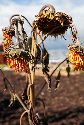 포토 JPG 해외이미지 식물 계절 꽃잎 꽃 백그라운드 잎 꽃무늬 밭 농업 자연 하늘 해바라기 건조 씨앗 풍경 사람없음 야외 초록색 여름 농작물 햇빛 태양 뷰티 농장 노란색 머리 정원 맑음 일몰 성장 벚꽃 가을 시골 신선 개화 유기농 꽃가루 내추럴 밭일 숙성 해외202310 해외포토 자연요소 웰빙 산업 컬러 무늬 날씨 신체부위 노을 가루 생태계 파일형식
