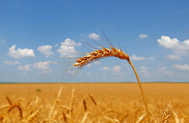 포토 JPG 해외이미지 밭 농업 하늘 사람없음 파란색 농작물 머리 우주 수확 성장 닫기 낟알 땅 시리얼 밀 각도 귀 스파이크 밭일 숙성 호밀 수평선 세련 해외202310 해외포토 산업 음식 컬러 모션 곡류 신체부위 파일형식