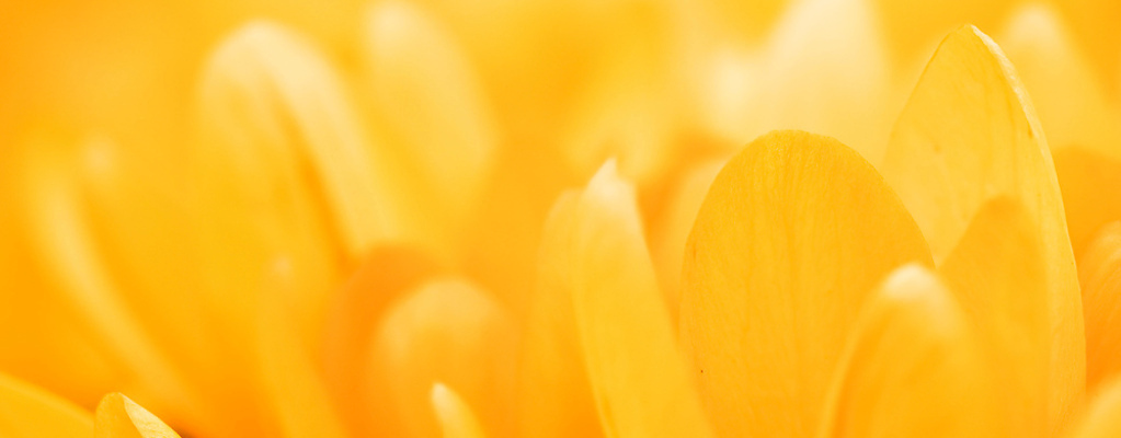 포토 JPG 해외이미지 식물 디자인 계절 꽃잎 꽃 컬러 백그라운드 컨셉 꽃무늬 자연 추상 휴가 사람없음 빛 햇빛 태양 뷰티 갈색 노란색 환경 봄 성장 벚꽃 신선 신용카드 개화 황금 선택 질감 복고 부드러움 내추럴 해외202310 해외포토 자연요소 무늬 금융 감각 생태계 파일형식