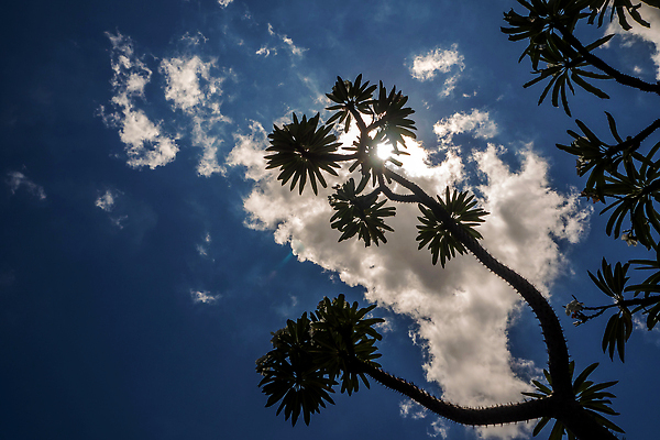 포토 JPG 해외이미지 나무 식물 잎 자연 하늘 선인장 건조 손바닥 사람없음 야외 초록색 여름 파란색 야자수 햇빛 환경 정원 맑음 사막 성장 나뭇가지 못 바늘 가시 큼 척추 원예 질감 날카로움 스파이크 내추럴 다육식물 마다가스카르 해외202310 해외포토 손 계절 컬러 날씨 뼈 취미 태양 도구 공구 크기 생태계 파일형식