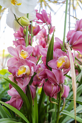 포토 JPG 해외이미지 식물 꽃잎 꽃 자연 사람없음 야외 가로 빨간색 컬러풀 신선 난초 소프트포커스 향기 열대기후 카피스페이스 해외202310 해외포토 컬러 촬영기법 공백 생태계 냄새 파일형식