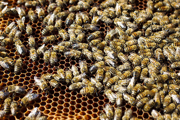 포토 JPG 해외이미지 모양 음식 곤충 패턴 농업 자연 노동자 프레임 세포 건강 사람없음 약 농장 쌓기 신선 작업 황금 달콤 둥지 꿀벌 대표 먹기 바쁨 꽃가루 육각형 꿀 여왕 벌집 밀랍 식민지 양봉 양봉장 왁스 해외202310 해외포토 도형 동물 직업 산업 무늬 의학 모션 맛 벌_곤충 가루 생태계 파일형식