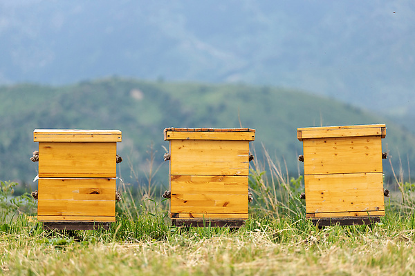 포토 JPG 해외이미지 자연 산 사람없음 야외 목재 상자 농장 시골 벌집 식민지 양봉 양봉장 카피스페이스 해외202310 해외포토 나무 농업 재료 공백 생태계 파일형식