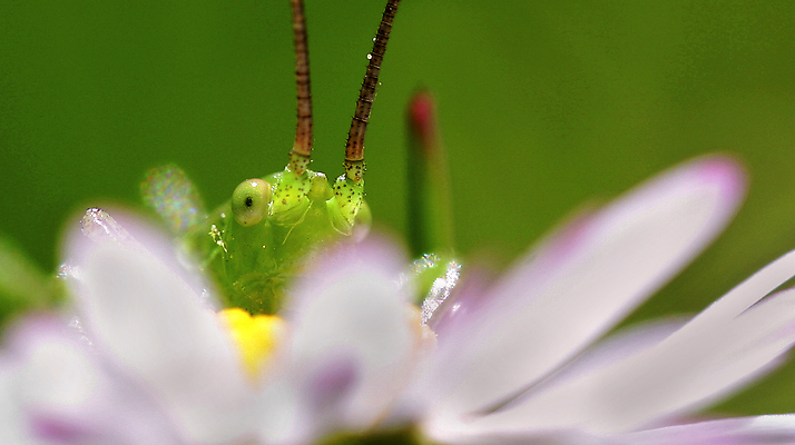 포토 JPG 해외이미지 동물 한마리 야생동물 곤충 절지류 자연 무척추동물 안테나 국립공원 사람없음 야외 뷰티 환경 다양 스페인 닫기 벌레 환경보전 생태계 생물학 메뚜기 보호구역 생태학 취급주의 해외202310 해외포토 1 공원 교육 유럽 다수 통신 모션 경고 사회이슈 구역 파일형식