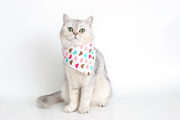 포토 JPG 해외이미지 동물 접시 응시 음식 다이어트 실내 앉기 사람없음 반려동물 목도리 식사 저녁식사 고양이 흰색 기다림 맛 먹이 갈증 배고픔 흰배경 냅킨 솜털 점심식사 고립 스타일 카피스페이스 맛있는 비어있는 순혈 해외202310 해외포토 식기 시선 잡화 컬러 백그라운드 컨셉 포유류 모션 건강 내부 공백 파일형식