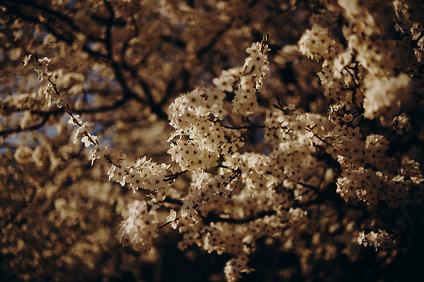 포토 JPG 해외이미지 나무 식물 계절 꽃잎 꽃 분홍색 컬러 백그라운드 잎 꽃무늬 밭 농업 오렌지 자연 하늘 풍경 사람없음 야외 초록색 파란색 뷰티 머리 우주 환경 맑음 봄 성장 벚꽃 흰색 나뭇가지 시골 축하 신선 개화 체리 사과 내추럴 처음 해외202310 해외포토 산업 컨셉 무늬 과일 날씨 신체부위 생태계 파일형식