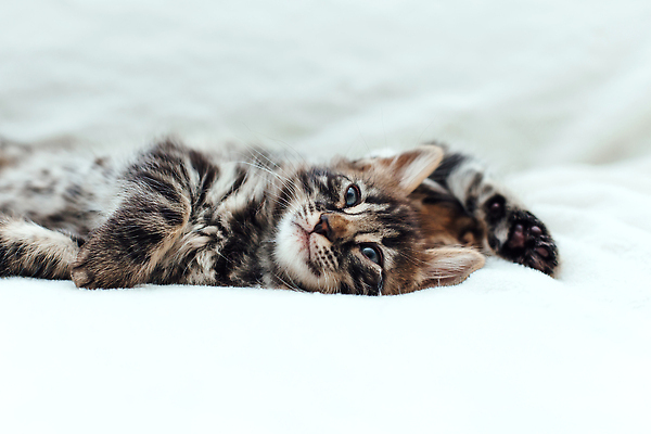 포토 JPG 해외이미지 동물 척추동물 응시 백그라운드 장난 포유류 가족 엄마 수염 주택 털 동양인 사람없음 반려동물 뷰티 머리 고양이 아기 신생아 점 그룹 황금 달콤 작음 모피 귀 슛 얼룩무늬 표범 기르기 혼자 순혈 해외202310 해외포토 시선 무늬 관계 사람 인종 건물 신체부위 맛 크기 돌봄 파일형식