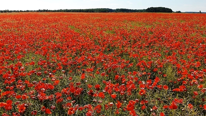 포토 JPG 해외이미지 식물 계절 꽃 유럽 컬러 백그라운드 꽃무늬 밭 농업 자연 안테나 종류 풍경 사람없음 야외 빨간색 초록색 여름 컬러풀 햇빛 태양 뷰티 일출 환경 정원 맑음 봄 벚꽃 시골 신선 개화 저녁 언덕 양귀비 내추럴 해외202310 해외포토 자연요소 나라 산업 무늬 통신 날씨 노을 야간 생태계 파일형식