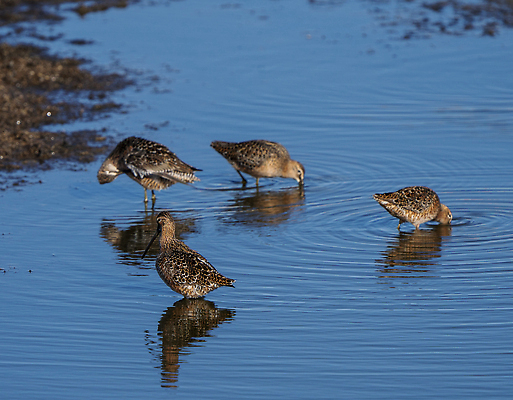 포토 JPG 해외이미지 동물 야생동물 캐나다 자연 조류 사람없음 야외 물 습지 해외202310 해외포토 자연요소 북아메리카 생태계 파일형식