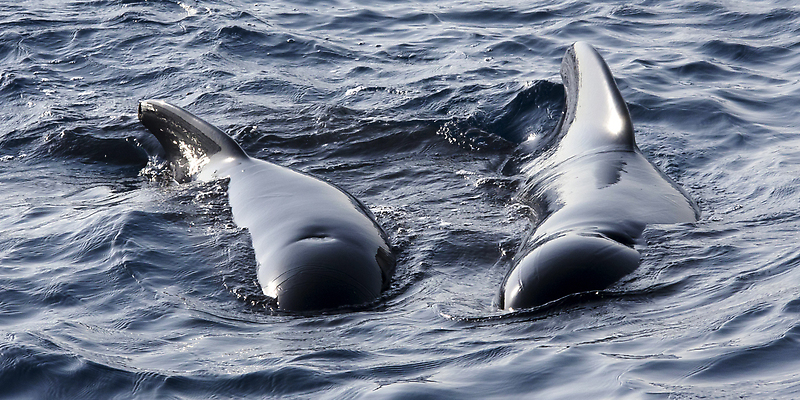 포토 JPG 해외이미지 동물 척추동물 야생동물 바다 여행 포유류 자연 사람없음 야외 뷰티 환경 다양 스페인 보호 환경보전 생태계 생물학 보호구역 생태학 안달루시아 해외202310 해외포토 교육 유럽 다수 컨셉 사회이슈 구역 파일형식