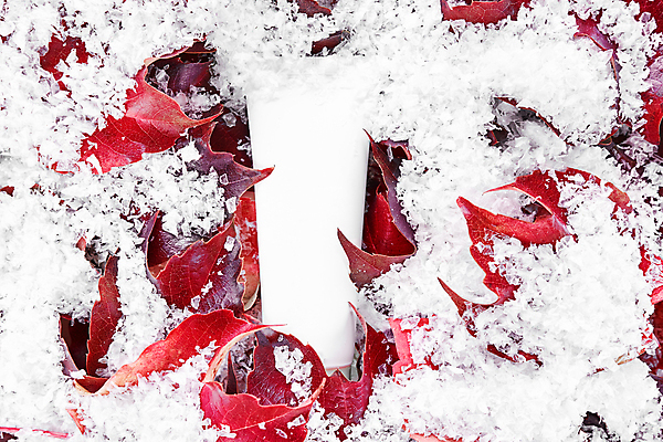 포토 JPG 해외이미지 무료이미지 잎 나뭇잎 사람없음 뷰티 화장품 눈 튜브용기 목업 뷰티템 해외202310 해외포토 자연요소 식물 날씨 용기_그릇 합성어 파일형식