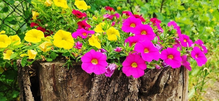 포토 JPG 해외이미지 식물 계절 꽃잎 꽃 화분 분홍색 컬러 꽃다발 잎 꽃무늬 자연 사람없음 야외 목재 장식 초록색 여름 파란색 컬러풀 뷰티 노란색 바구니 정원 보라색 봄 성장 벚꽃 흰색 시골 신선 개화 냄비 다발 제비꽃 시골집 원예 내추럴 비올라 프리뮬러 해외202310 해외포토 나무 무늬 재료 주택 취미 솥 생태계 파일형식 찰현악기