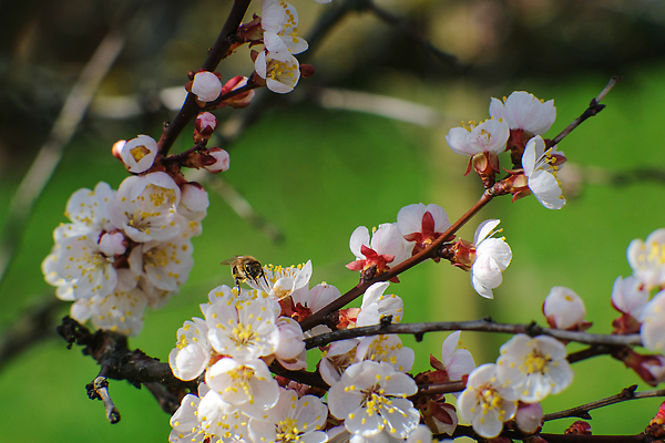 포토 JPG 해외이미지 식물 계절 꽃잎 꽃 백그라운드 잎 꽃무늬 자연 사람없음 야외 뷰티 환경 정원 봄 성장 벚꽃 나뭇가지 신선 개화 체리 소프트포커스 원예 보케 아몬드 블러 카피스페이스 해외202310 해외포토 나무 무늬 과일 촬영기법 취미 공백 견과류 생태계 파일형식
