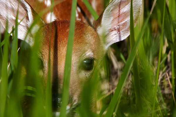 포토 JPG 해외이미지 동물 야생동물 캐나다 밭 자연 사람없음 컬러풀 뷰티 고요 아기 신생아 아기사슴 해외202310 해외포토 새끼 컬러 북아메리카 농업 사슴 사람 생태계 파일형식