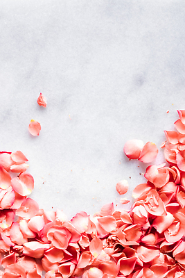 포토 JPG 해외이미지 꽃잎 백그라운드 사람없음 장미 카피스페이스 코랄 해외202310 해외포토 꽃 컬러 공백 파일형식