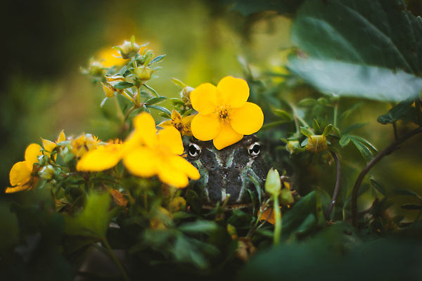 포토 JPG 해외이미지 나무 동물 1 꽃 야생동물 백그라운드 파충류 자연 뿔 종류 개구리 양서류 사람없음 초록색 반려동물 컬러풀 뷰티 갈색 노란색 검은색 어둠 들꽃 나뭇가지 점 화려 개 비만 싱글 생물학 공상 멸종 무거움 남쪽 아르헨티나 이국적 해외202310 해외포토 식물 교육 컬러 컨셉 포유류 남아메리카 무게 방향 몸매 생태계 파일형식