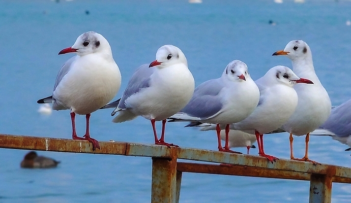 포토 JPG 해외이미지 야생동물 겨울 날개 갈매기 조류 오리 사람없음 파란색 수영 흰색 습지 깃털 시끄러움 물새 해외202310 해외포토 동물 계절 컬러 수상스포츠 파일형식