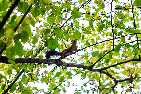 포토 JPG 해외이미지 나무 동물 1 디자인 공원 야생동물 백그라운드 잎 오렌지 장난 포유류 자연 생물 털 미술 사람없음 야외 목재 빨간색 초록색 뷰티 갈색 회색 견과류 흰색 나뭇가지 아기 설치류 숲 작음 만화 모피 먹기 심볼 꼬리 다람쥐 도토리 솜털 서식지 내추럴 해외202310 해외포토 식물 공공시설 컬러 과일 재료 모션 문화예술 사람 크기 생태계 파일형식