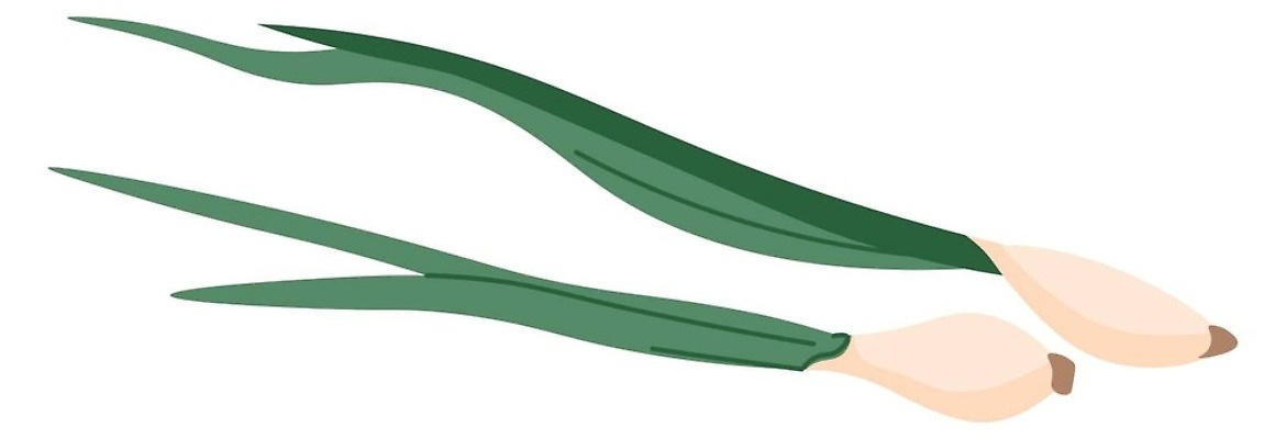 EPS 해외이미지 식물 음식 줄기 조각 잎 농업 다이어트 채소 일러스트 재료 부분 자연 양파 건강 요리 쌓기 봄 샐러드 수확 신선 시장 맛 다발 먹기 허브 유기농 날것 슬라이스 뿌리 향 부추 비타민 내추럴 고립 숙성 식용 채식주의자 벡터 샬롯 개조 비건 해외202310 해외일러스트 웰빙 계절 산업 컨셉 모션 생태계 채식 영양소 파일형식