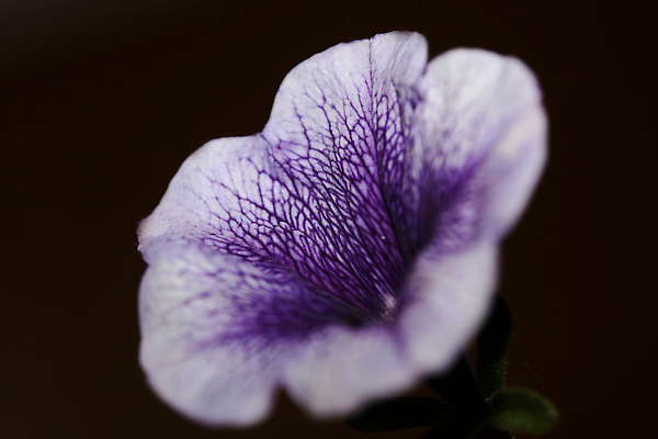 포토 JPG 해외이미지 식물 계절 공원 꽃잎 꽃 백그라운드 꽃무늬 자연 벽지 사람없음 야외 장식 초록색 여름 컬러풀 뷰티 환경 정원 보라색 성장 벚꽃 신선 개화 원예 향기 상록수 내추럴 블루벨 영원 피튜니아 해외202310 해외포토 공공시설 컬러 무늬 취미 생태계 냄새 파일형식