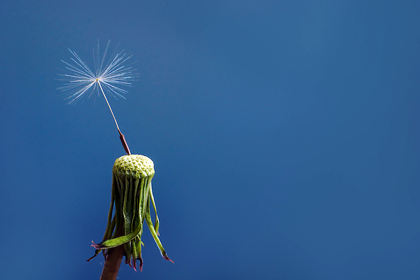 포토 JPG 해외이미지 꽃 스트레스 건강 사람없음 민들레 싱글 머리위 대머리 문제 분실 우울증 적자 탈모 해외202310 해외포토 식물 헤어스타일 질병 증상 파일형식