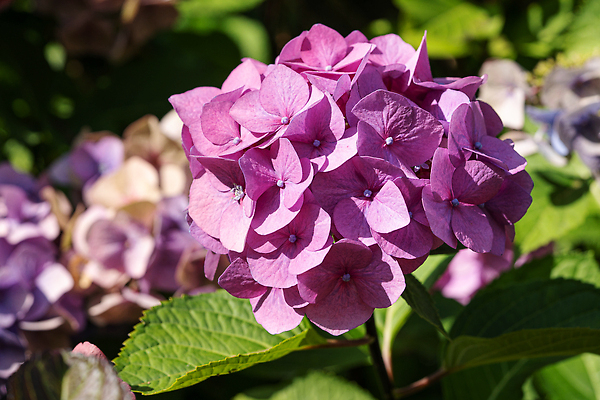 포토 JPG 해외이미지 식물 계절 꽃잎 꽃 꽃무늬 자연 사람없음 야외 환경 정원 성장 벚꽃 신선 개화 닫기 관목 생태계 원예 화단 내추럴 영원 해외202310 해외포토 나무 무늬 모션 취미 파일형식