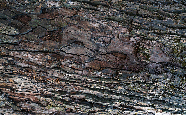 포토 JPG 해외이미지 나무 식물 디자인 벽 줄기 백그라운드 패턴 자연 벽지 표면 날씨 추상 건조 이끼 사람없음 야외 목재 초록색 갈색 환경 회색 껍질 나뭇가지 거친 숲 천 피부 묘사 부식 유기농 질감 통나무 먼지 나무껍질 내추럴 수목 엘리먼트 옛날 울퉁불퉁 노화 탄소 해외202310 해외포토 웰빙 컬러 컨셉 무늬 재료 신체부위 직물 생태계 파일형식