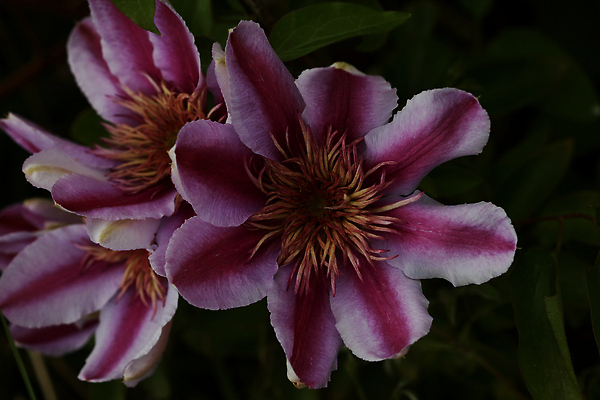 포토 JPG 해외이미지 주간 식물 계절 꽃잎 꽃 분홍색 컬러 꽃다발 백그라운드 꽃무늬 밭 자연 사람없음 장식 초록색 여름 파란색 컬러풀 뷰티 정원 보라색 봄 벚꽃 가을 개화 소프트포커스 제비꽃 원예 생물학 포도나무 라일락 잡종 내추럴 영원 해외202310 해외포토 자연요소 교육 무늬 농업 촬영기법 취미 과일나무 생태계 파일형식