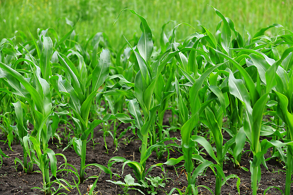 포토 JPG 해외이미지 식물 지구 음식 백그라운드 잎 밭 농업 채소 자연 바람 옥수수 사람없음 야외 초록색 여름 농장 새싹 주방 정원 농사 흙 성장 시장 정상 땅 깃털 활 원예 먼지 향료 스파이크 땅바닥 밭일 줄서기 많음 해외202310 해외포토 자연요소 계절 산업 컬러 컨셉 모션 날씨 곡류 바닥 취미 생태계 향기 냄새 파일형식
