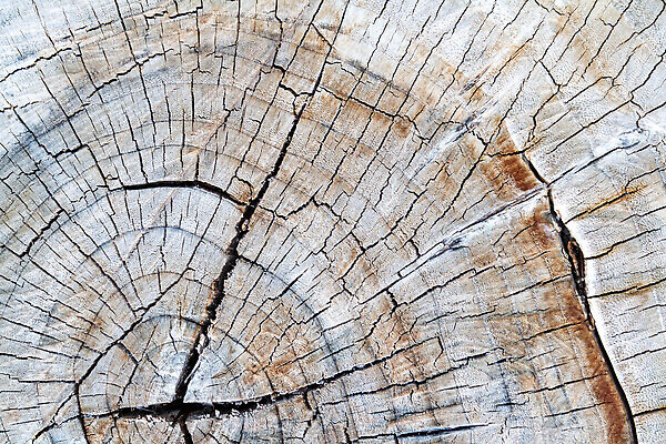 포토 JPG 해외이미지 모양 나무 식물 손 계절 산업 조각 백그라운드 컨셉 십자가 자연 표면 사람없음 야외 목재 장식 갈색 환경 금속 기계 장비 성장 공구 업무 거친 칼날 균열 널 숲 자르기 유기농 질감 나무껍질 잡동사니 내추럴 생태학 수목 엘리먼트 비어있는 해외202310 해외포토 웰빙 교육 컬러 재료 모션 재질 신체부위 껍질 도구 작업 생태계 파일형식