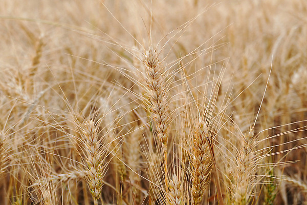 포토 JPG 해외이미지 식물 음식 빵 백그라운드 밭 농업 자연 건조 씨앗 사람없음 농작물 농장 노란색 성장 시골 황금 밀짚 밭일 숙성 해외202310 해외포토 산업 컬러 짚 생태계 파일형식