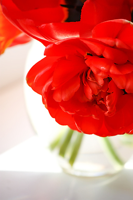 포토 JPG 해외이미지 식물 디자인 계절 꽃잎 꽃 줄기 분홍색 컬러 꽃다발 백그라운드 잎 꽃무늬 밭 자연 휴가 부활절 선물 사랑 사람없음 장식 빨간색 초록색 여름 뷰티 노란색 보라색 봄 활발 낭만 튤립 벚꽃 흰색 축하 신선 신용카드 개화 다발 배열 머리위 내추럴 고립 해외202310 해외포토 기념일 감정 컨셉 무늬 농업 금융 생태계 파일형식