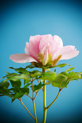 포토 JPG 해외이미지 식물 1 디자인 꽃잎 꽃 분홍색 백그라운드 꽃무늬 텍스트 자연 탁자 휴가 선물 사랑 사람없음 여름 파란색 뷰티 장미 낭만 수확 벚꽃 흰색 시골 축하 인사 신용카드 생일 개화 큼 감사 엽서 고립 작약 특별함 비어있는 해외202310 해외포토 계절 기념일 감정 컬러 가구 컨셉 무늬 농업 금융 예절 크기 편지 생태계 파일형식