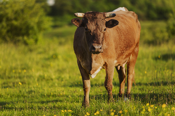 포토 JPG 해외이미지 동물 스포츠 백그라운드 밭 농업 포유류 자연 산 풍경 잔디 사람없음 야외 빨간색 초록색 여름 빛 햇빛 농장 농경지 갈색 정원 맑음 검은색 목장 소고기 우유 시골 체험 소 군중 방목 허브 순수 빙하 장면 밭일 수유 평야 목가 해외202310 해외포토 식물 계절 산업 컬러 컨셉 날씨 유제품 육류 사람 태양 축산업 생태계 파일형식