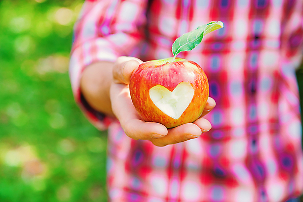 포토 JPG 해외이미지 주간 서양인 남자 잎 자연 한명 들기 상반신 성인 야외 앞모습 아웃포커스 수확 하트 신선 사과 농부 과수원 주기 사과농장 성인남자한명만 해외202310 해외포토 자연요소 모양 외국인 식물 직업 1 뷰포인트 농업 과일 모션 촬영기법 사람 농장 생태계 남자한명만 성인남자만 파일형식