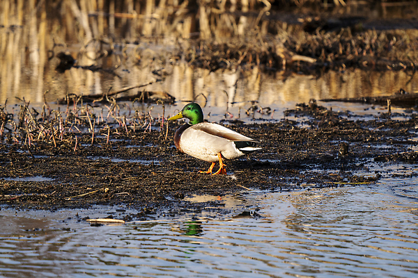 포토 JPG 해외이미지 동물 야생동물 이동 캐나다 조류 오리 사람없음 컬러풀 수영 습지 깃털 북쪽 해외202310 해외포토 컬러 컨셉 북아메리카 수상스포츠 방향 파일형식