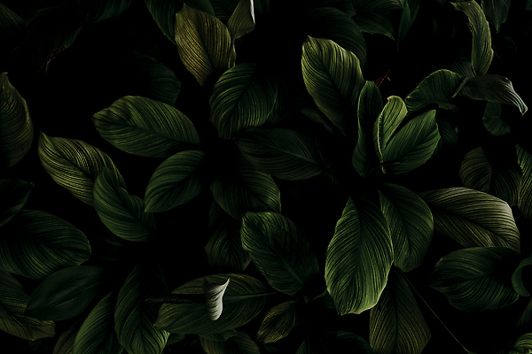 포토 JPG 해외이미지 식물 디자인 배너 꽃 지구 화초 컬러 백그라운드 컨셉 잎 꽃무늬 패턴 자연 벽지 추상 주택 사람없음 장식 초록색 뷰티 환경 정원 스파 어둠 흰색 신선 숲 에코 유기농 질감 유지 내추럴 항공촬영 생태학 이산화탄소 해외202310 해외포토 웰빙 교육 뷰포인트 무늬 건물 생태계 파일형식