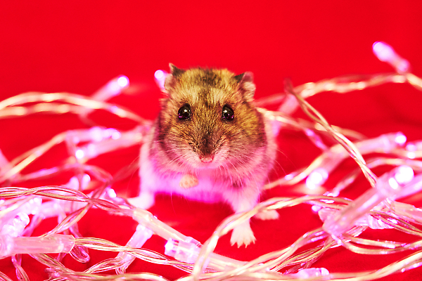 포토 JPG 해외이미지 디자인 응시 행복 분홍색 컬러 백그라운드 컨셉 크리스마스 휴가 새해 선물 앉기 사람없음 장식 빨간색 빛 반려동물 컬러풀 파티 화환 축하 쥐 설치류 작음 보케 철사 마법 솜털 블러 많음 해외202310 해외포토 동물 시선 기념일 꽃 감정 모션 이벤트 크기 파일형식