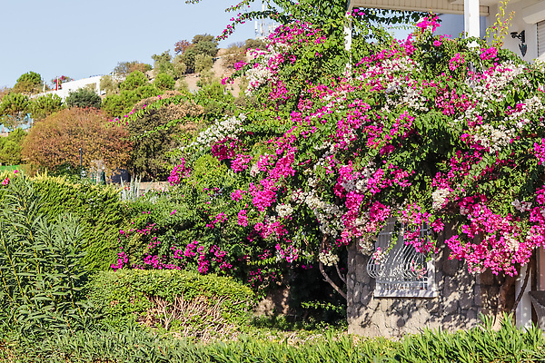 포토 JPG 해외이미지 식물 전통 외관 꽃 문화 분홍색 컬러 여행 건축양식 자연 하늘 휴가 아파트 주택 사람없음 야외 건물 초록색 여름 파란색 컬러풀 뷰티 문 정원 맑음 벚꽃 바위 흰색 도시 개화 재산 지중해 타운 칠면조 렌탈 스타일 해외202310 해외포토 건축물 계절 건축 바다 조류 날씨 금융 돌_바위 생태계 파일형식