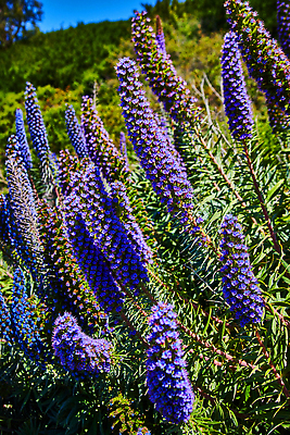 포토 JPG 해외이미지 식물 꽃 컬러 꽃무늬 패턴 밭 농업 사람없음 파란색 컬러풀 농장 정원 보라색 봄 시골 허브 관목 질감 아로마 캘리포니아 라벤더 내추럴 세이지 해외202310 해외포토 나무 계절 산업 무늬 미국 파일형식