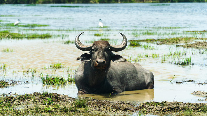 포토 JPG 해외이미지 나무 식물 동물 공원 아시아 야생동물 여행 잎 포유류 자연 뿔 풍경 사람없음 야외 초록색 물 강 환경 시골 연못 소 습지 군중 숲 열대우림 사파리 황소 동물상 보호구역 사바나 스리랑카 해외202310 해외포토 자연요소 공공시설 나라 컬러 사람 조형물 생태계 구역 파일형식