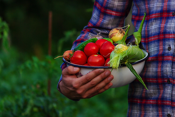 포토 JPG 해외이미지 식물 손 음식 컬러 백그라운드 잎 농업 다이어트 토마토 채소 과일 재료 자연 건강 사람 사람없음 야외 빨간색 초록색 여름 농작물 농장 바구니 정원 당근 수확 성장 시골 신선 잡기 맛 농부 수집 먹기 유기농 원예 날것 후추 내추럴 밭일 숙성 원예사 채식주의자 해외202310 해외포토 직업 웰빙 계절 산업 컨셉 모션 뿌리채소 취미 신체부위 향신료 생태계 채식 파일형식